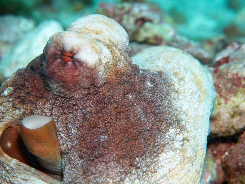 Octopus, Hin Daeng
